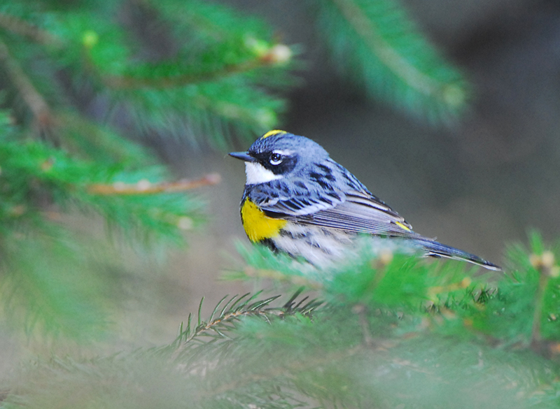 Yellow rumped Warbler