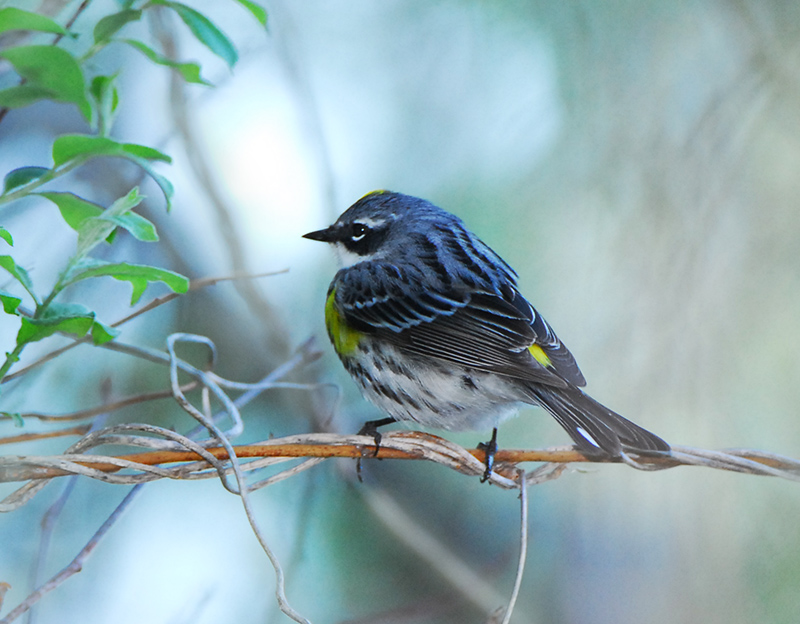 Yellow rumped Warbler