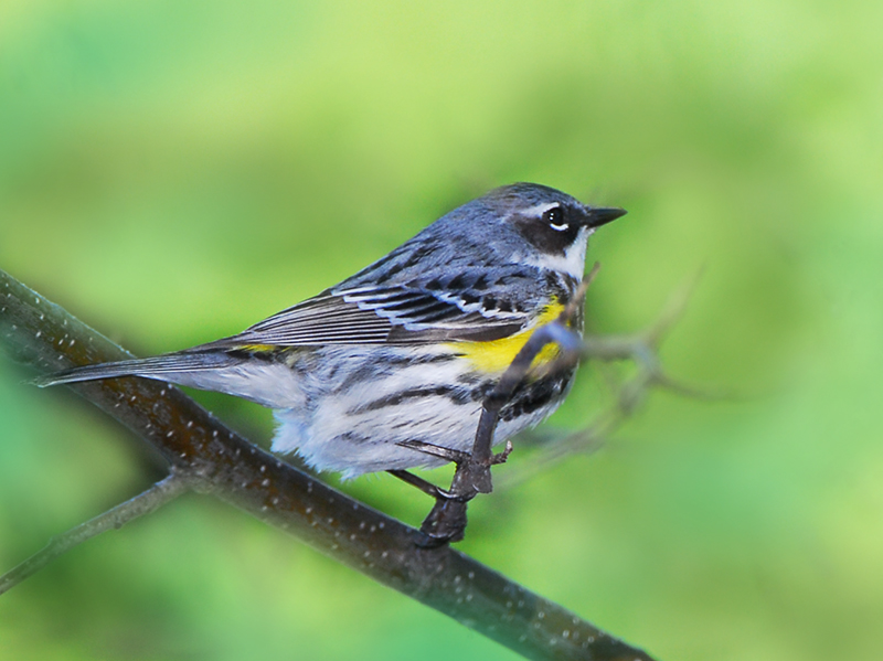 Yellow rumped Warbler