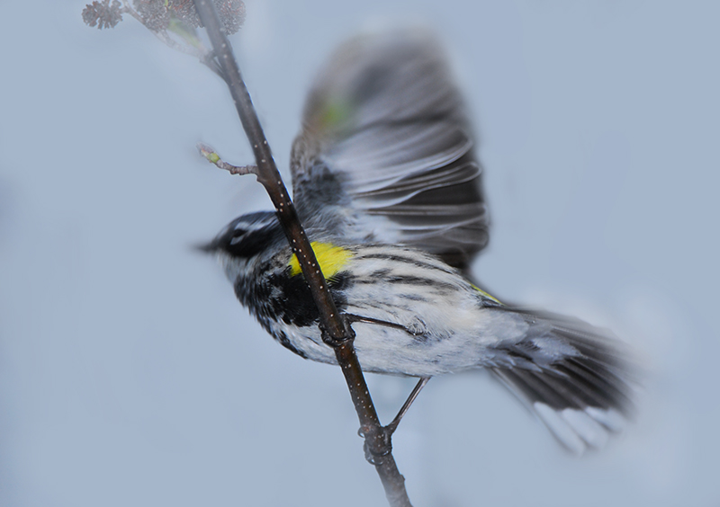 Yellow rumped Warbler
