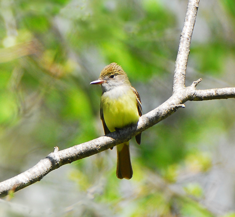 western kingbird