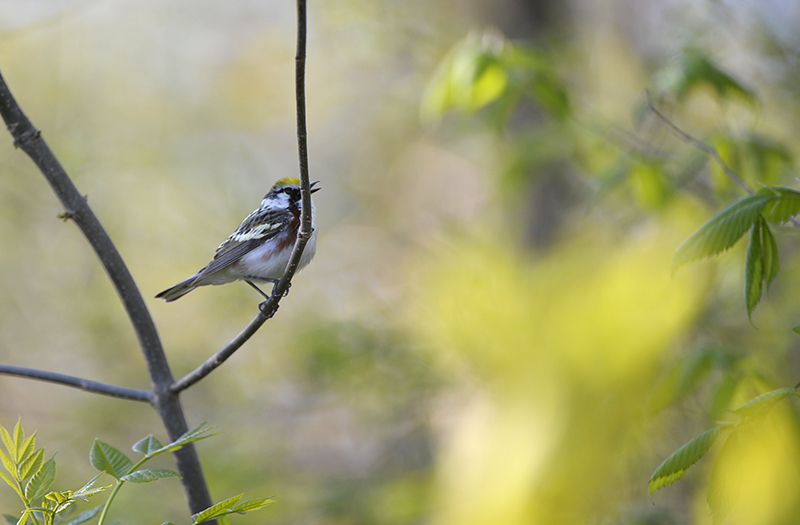 Chestnut sided Warbler
