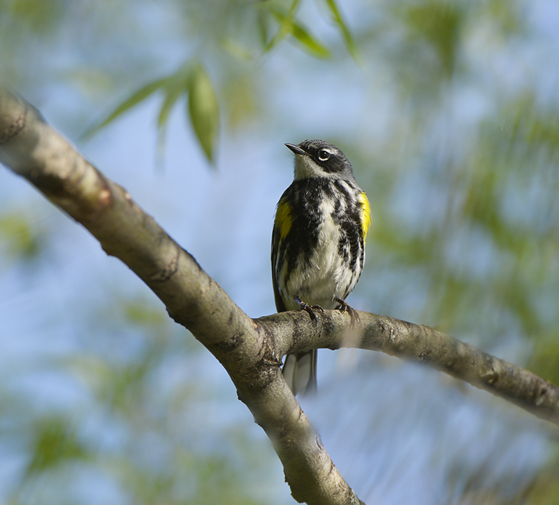 Yellow rumped Warbler
