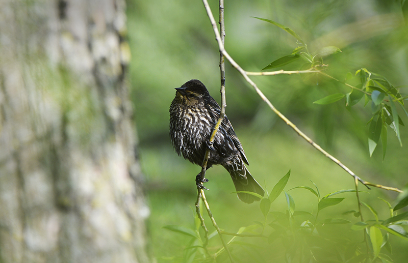 Red winged Blackbird 