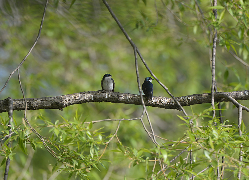 Tree Swallow