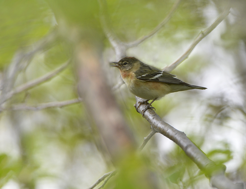 Bay breasted Warbler