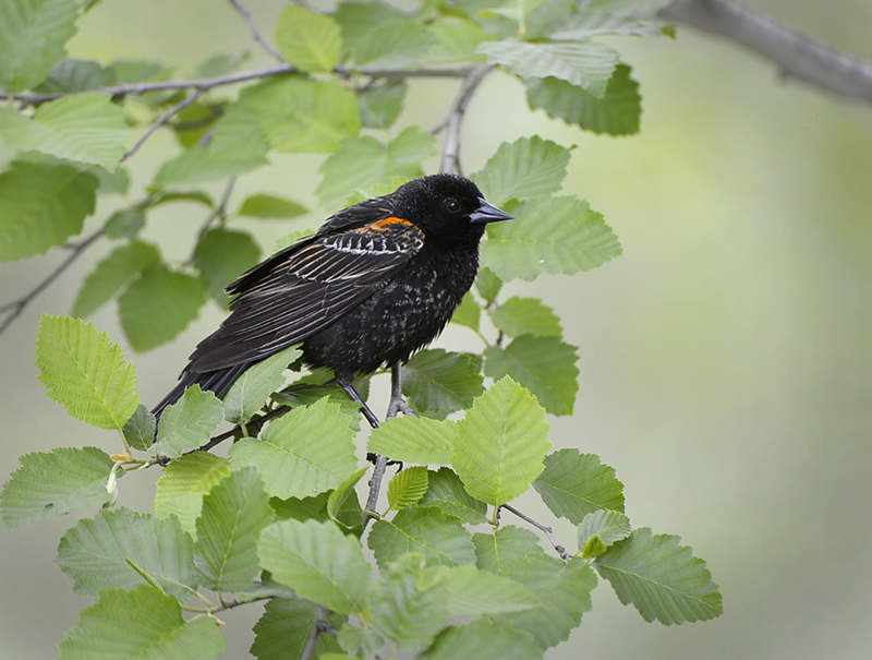 Red winged Blackbird