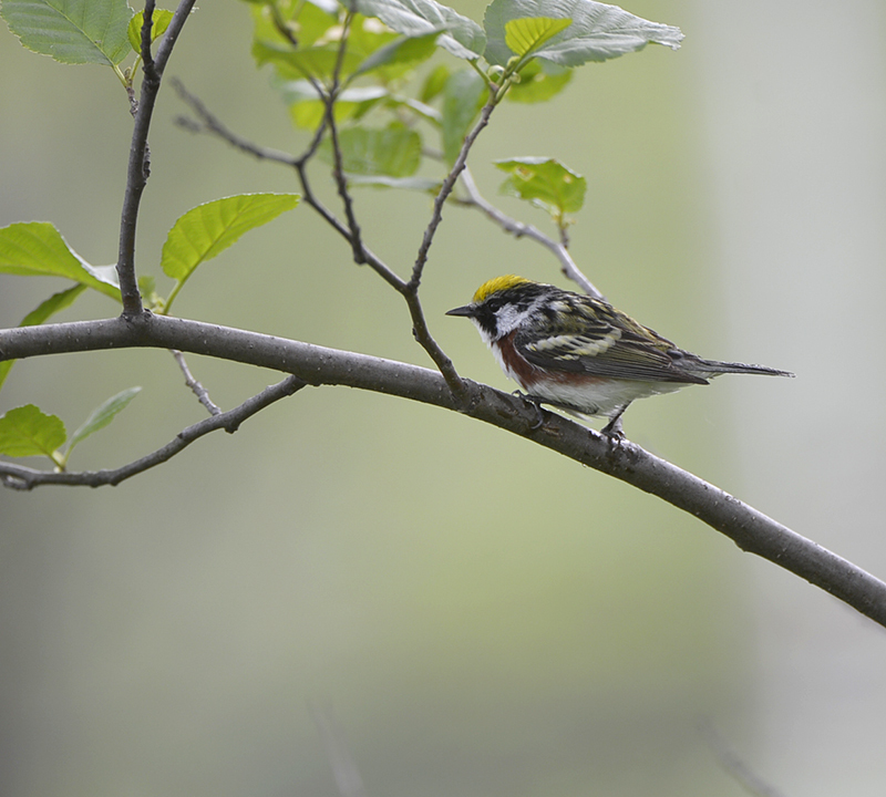 Chestnut sided Warbler