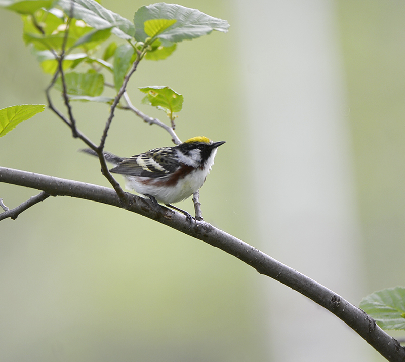 Chestnut sided Warbler