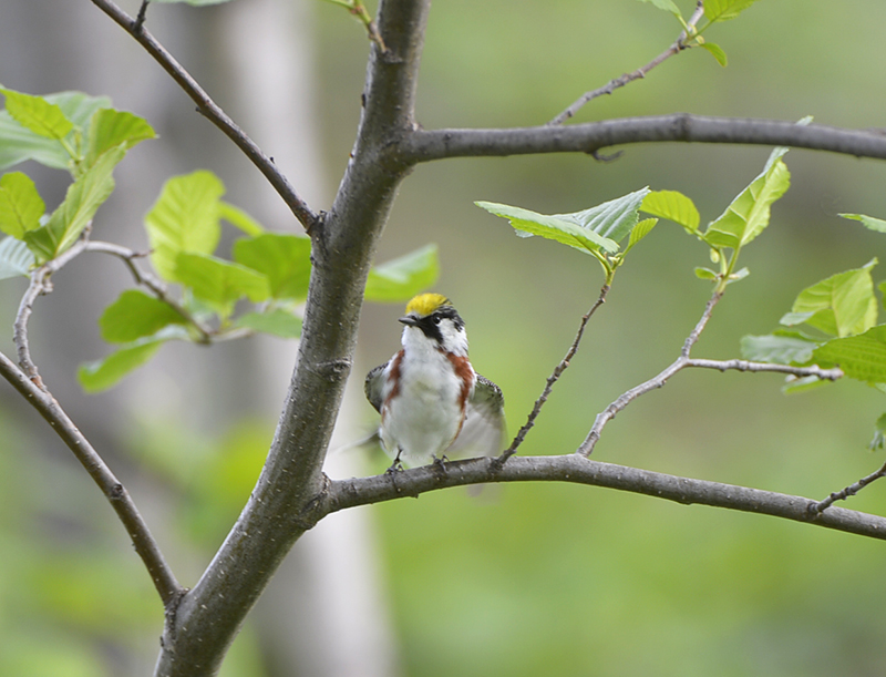 Chestnut sided Warbler