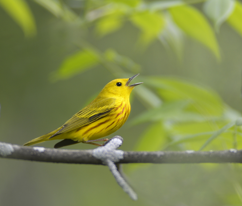 Yellow Warbler