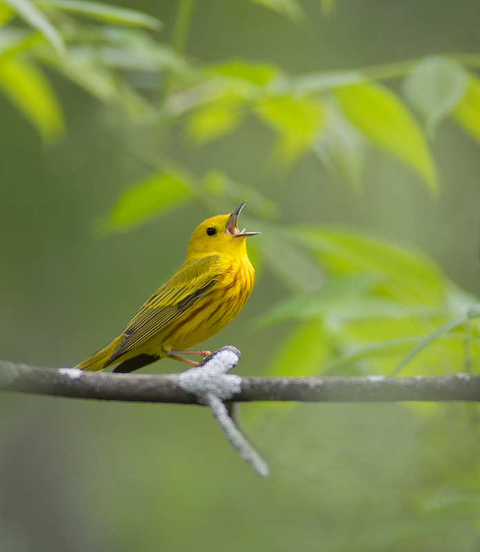 Yellow Warbler