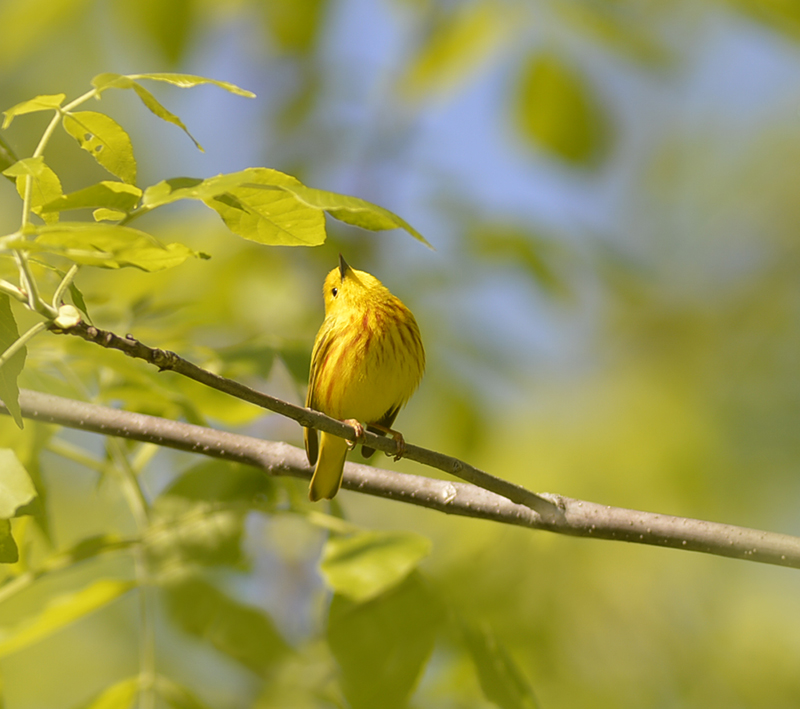 Yellow Warbler