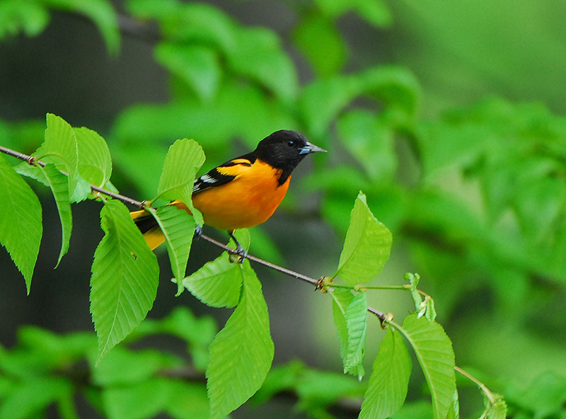 Baltimore Oriole
