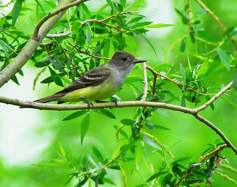 Western Kingbird