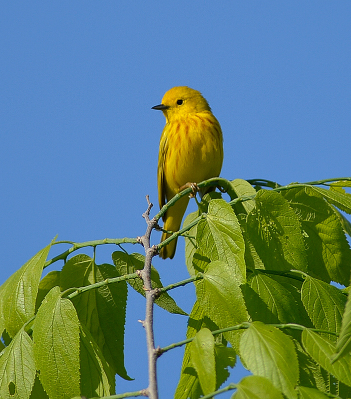Yellow Warbler