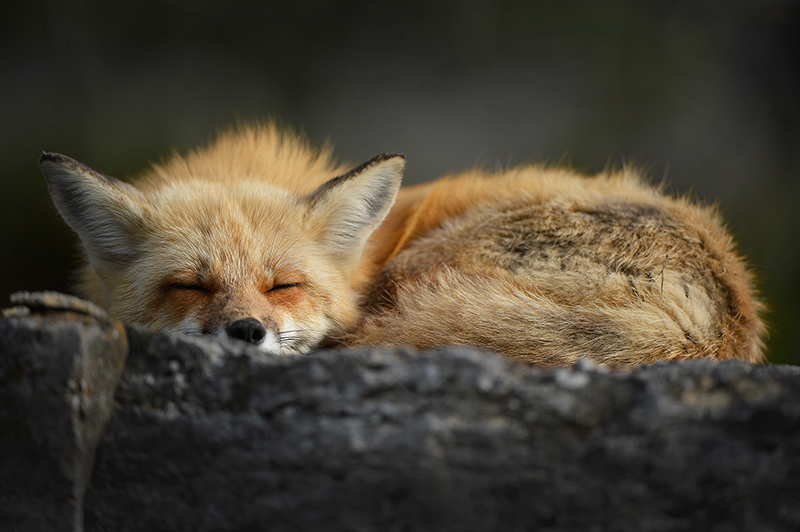 Fox