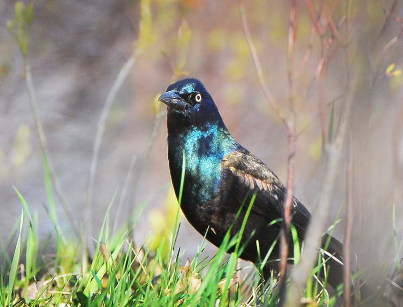 White eyed Raven