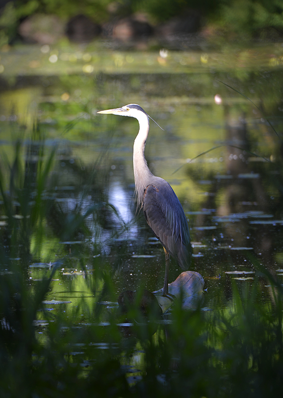 Great Blue Heron