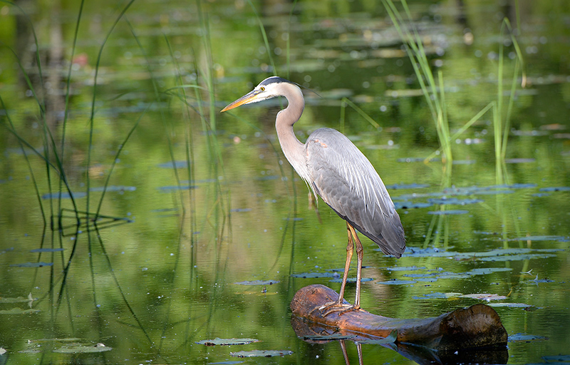 Great Blue Heron
