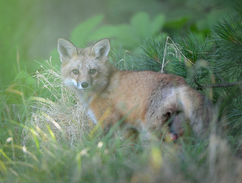 Fox