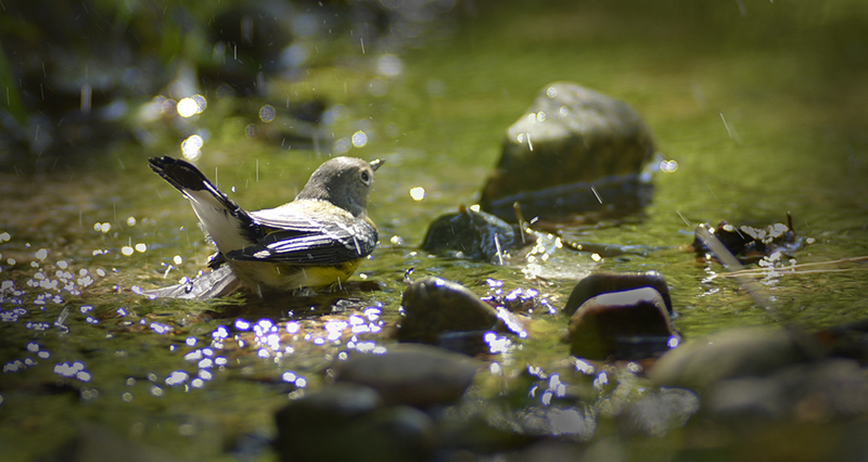 Yellow Rumped Warbler