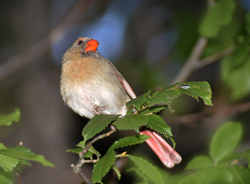 Northern Cardinal