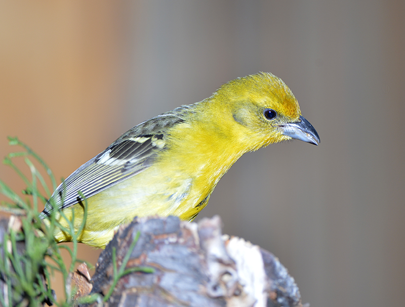 flame colored Tanager