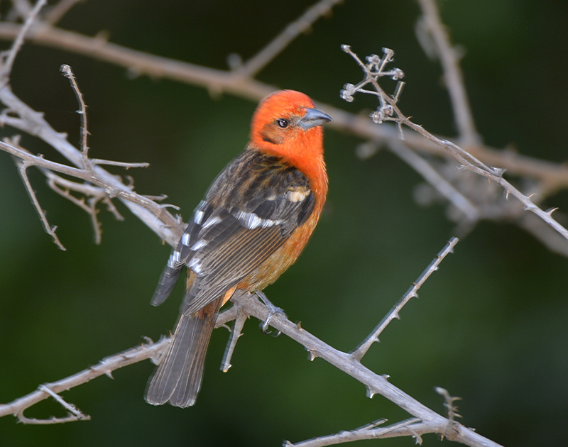 Flame Colored  Tanager female