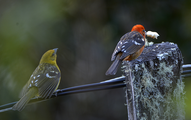 Flame Colored  Tanager 