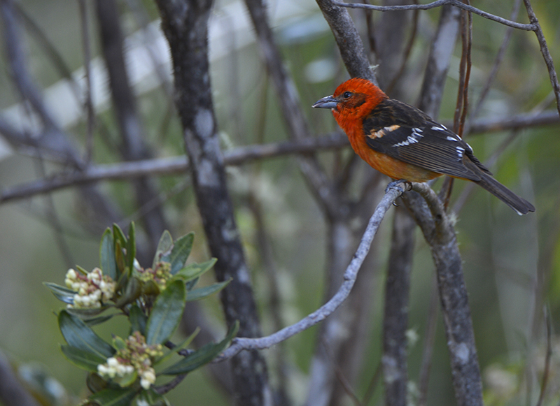 Flame Colored  Tanager female