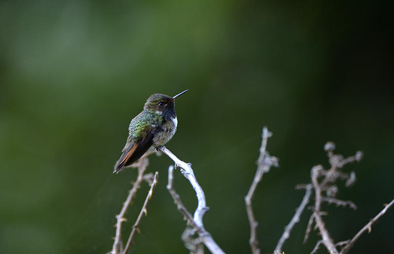 Hummingbird