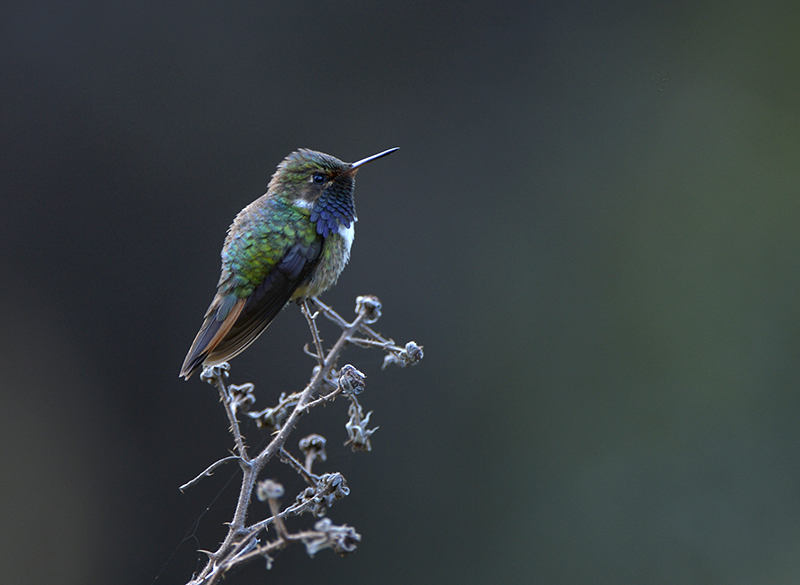 Hummingbird