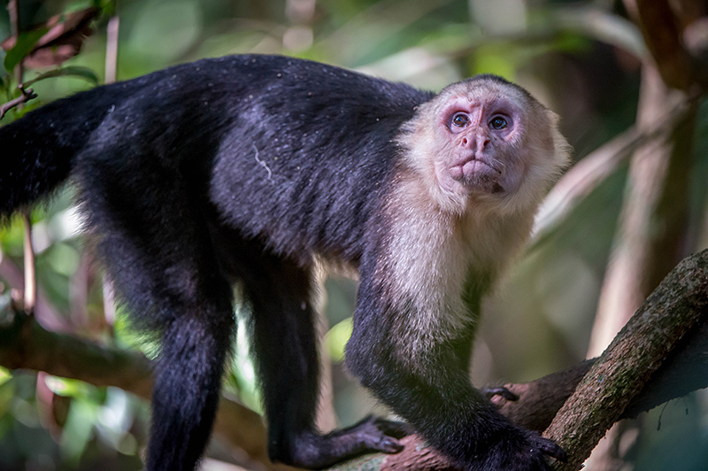 Capuchi Monkey