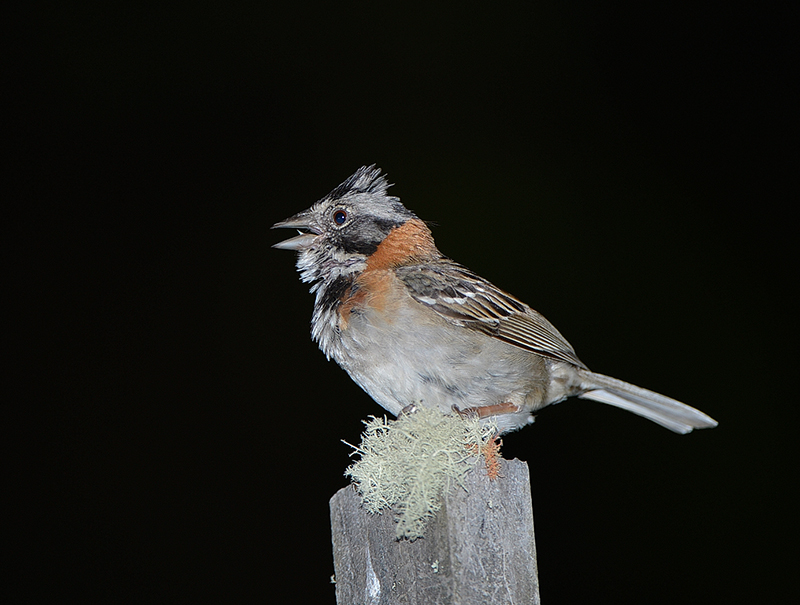 Rufous Collared Sparrow
