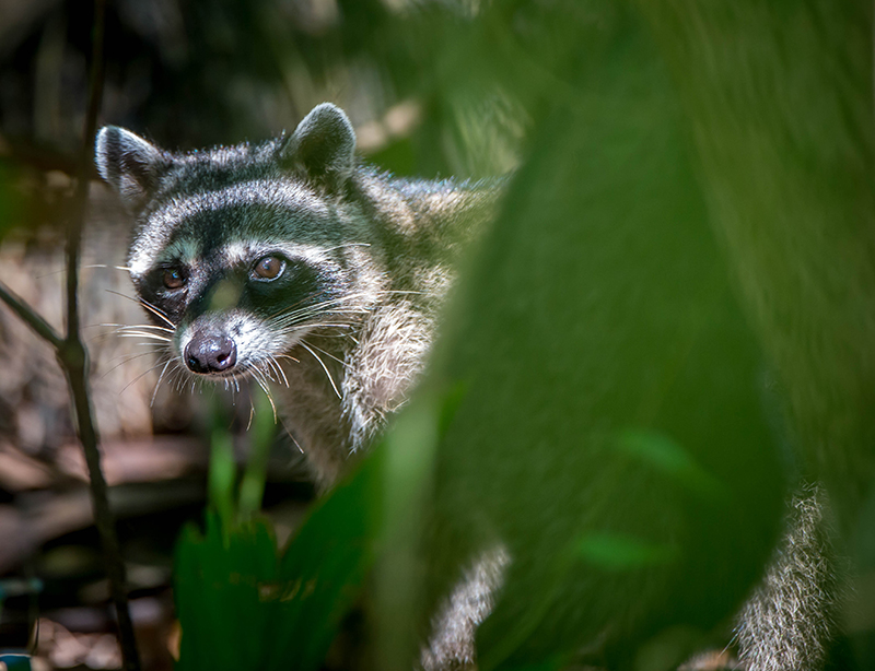 Racoon