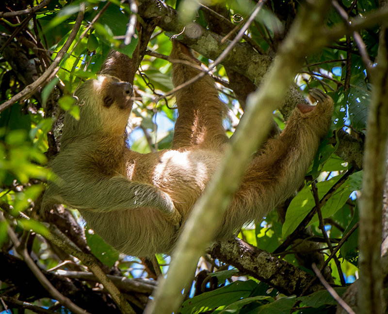 Three toed Sloth