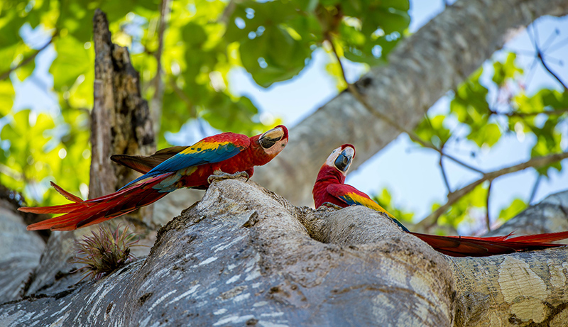Scarlet Macaw