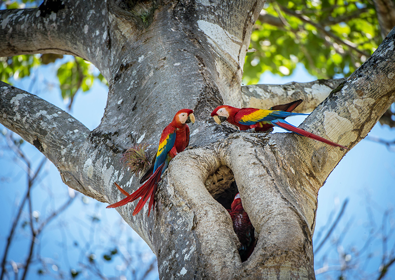 Scarlet Macaw