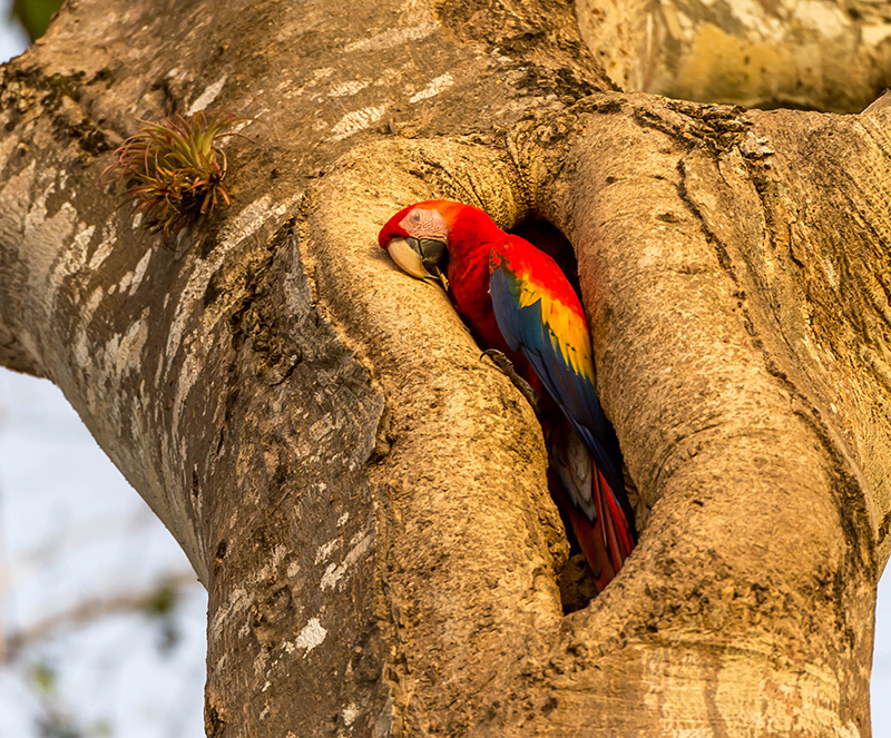 Scarlet Macaw