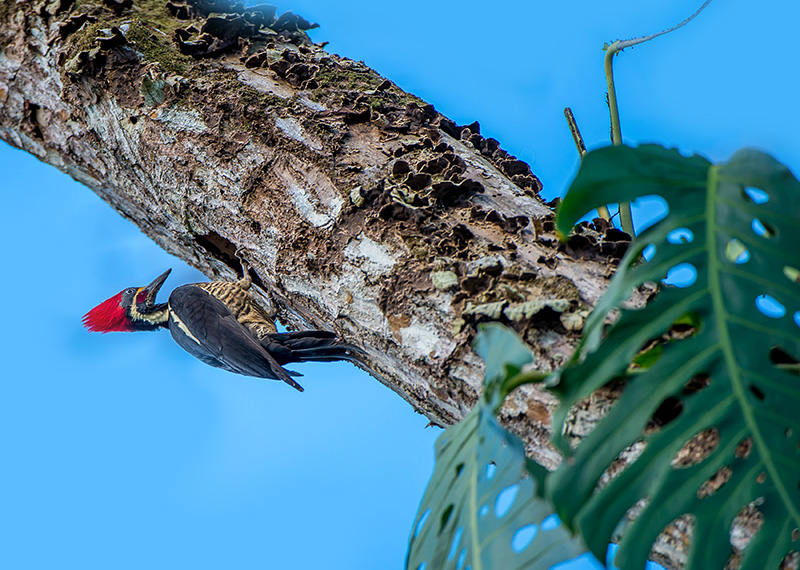 Lineated Woodpecker