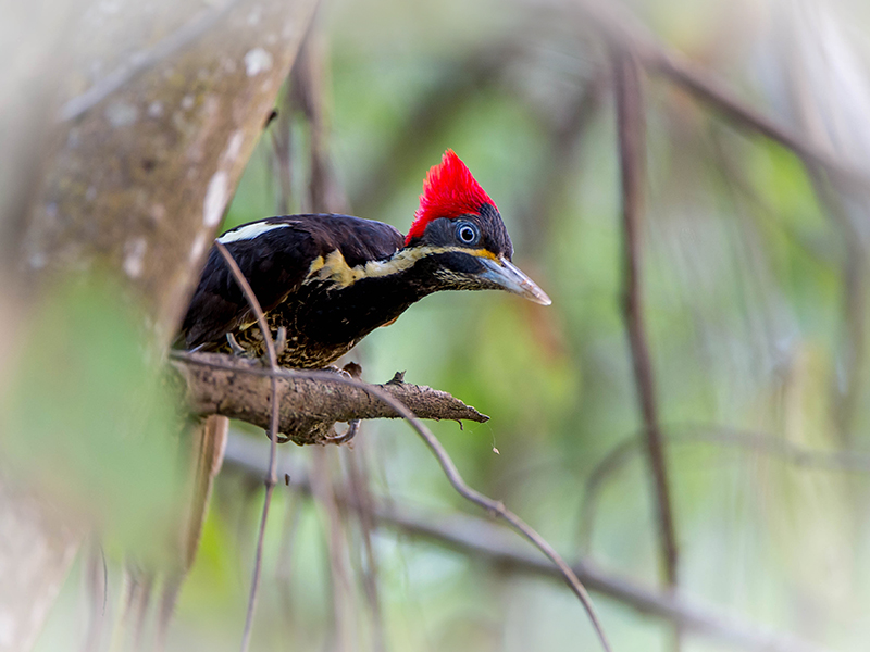 Lineated Woodpecker