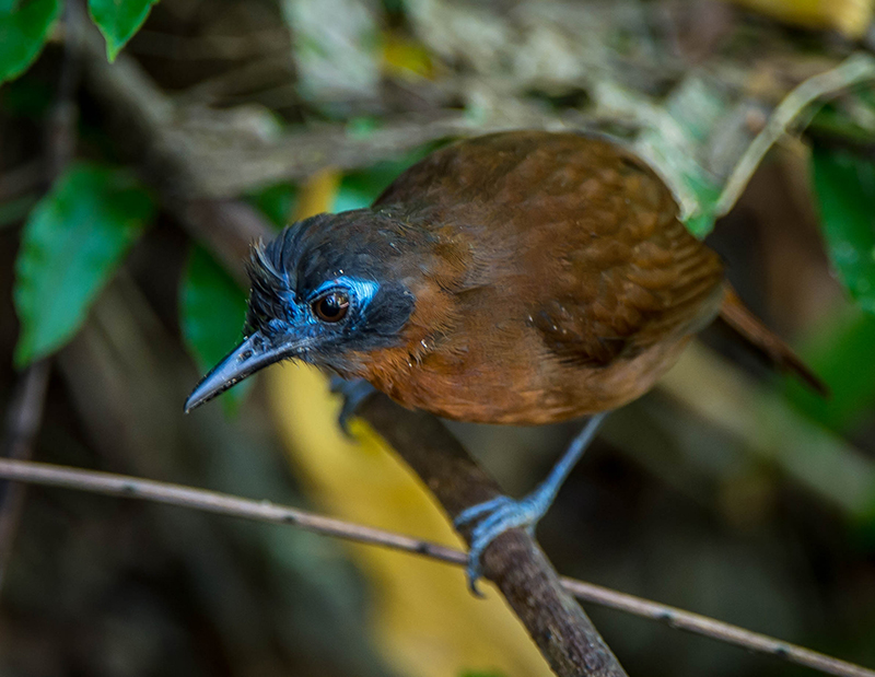 Chestnut-backed Antbird male
