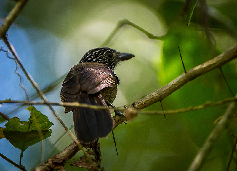 Black-hooded Antshrike female