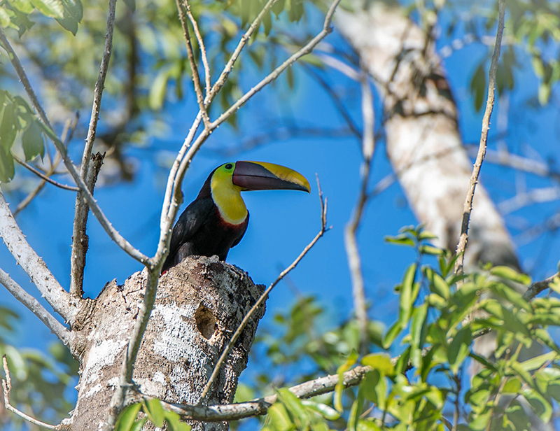 Chestnut-mandibled Toucan