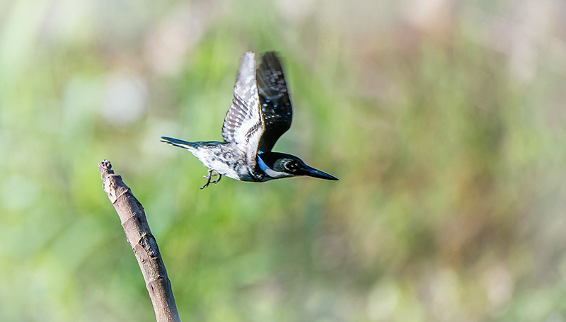 Amazon Kingfisher