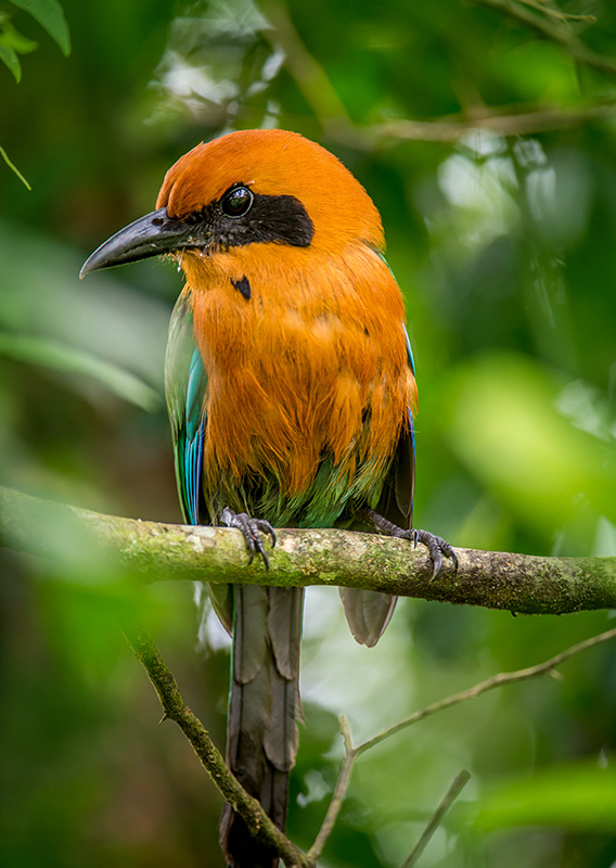 Rufous Motmot