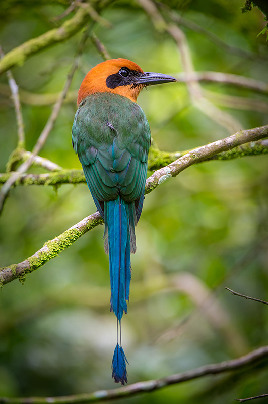 Rufous Motmot