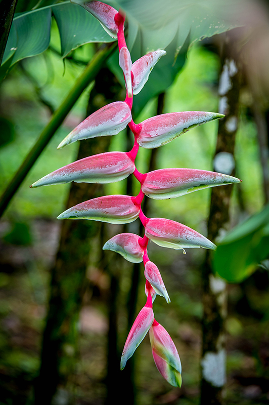 Hanging Heliconia
