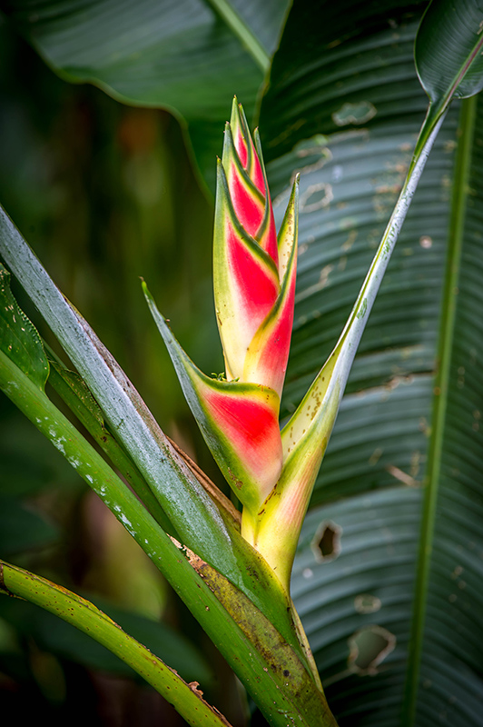 Hanging Heliconia